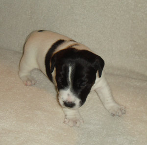 Puppy 5 Male